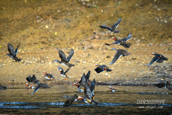 進(jìn)入初冬，大批野生鴛鴦陸續(xù)飛抵江西婺源縣賦春鎮(zhèn)鴛鴦湖越冬，小精靈們?cè)诤嫔匣蛳嗷ヒ蕾恕⑶淝湮椅?；或隨波逐流、嬉戲打鬧，悠閑自在生活在青山綠水之間，優(yōu)良的水域和豐富的湖畔闊葉林，為鴛鴦過(guò)冬提供良好生存環(huán)境，婺源鴛鴦湖已成為亞洲最大的野生鴛鴦越冬棲息地。（攝于12月4日下午）